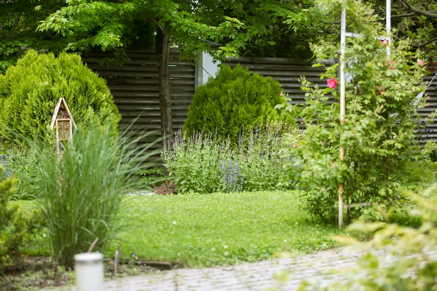 Lush backyard garden with stone path and mixed planting