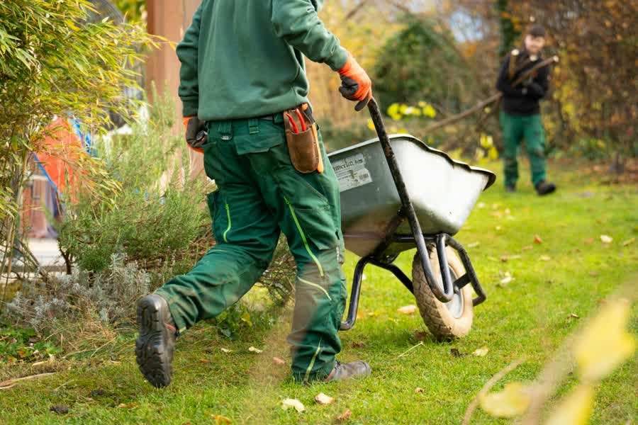 Gardener pushing a wheelbarrow across a lawn