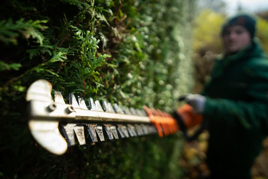 Gardener trimming a hedge with an electric trimmer
