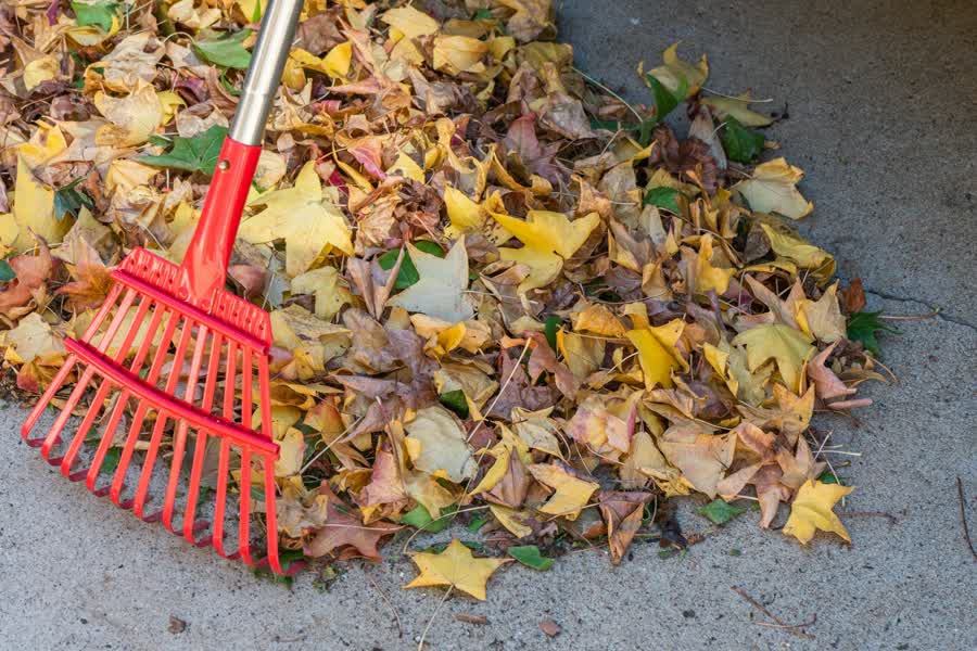 Red rake on a pile of autumn leaves