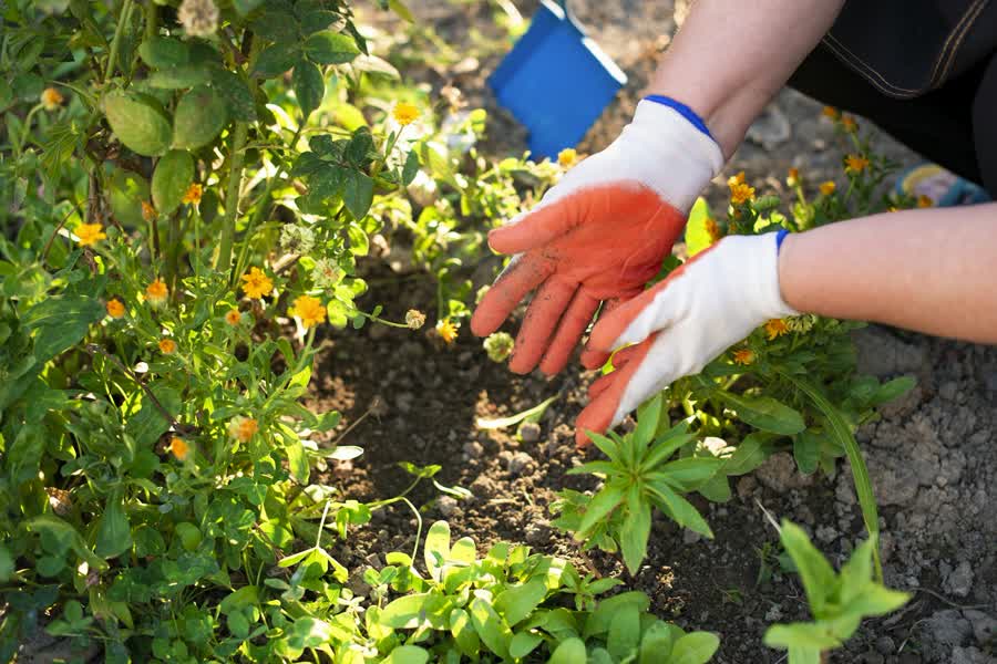 Gloved hands planting flowers in fresh soil